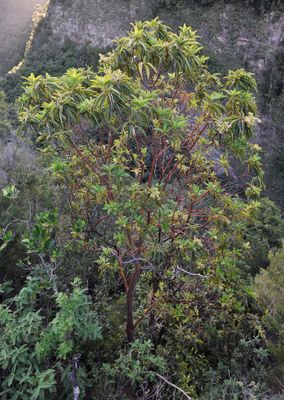 Arbutus canariensis.3.jpg
