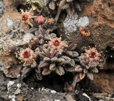Monanthes subrosulata. Closer.
