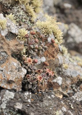 Monanthes subrosulata