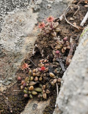 Monanthes subrosulata