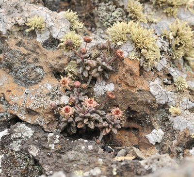 Monanthes subrosulata