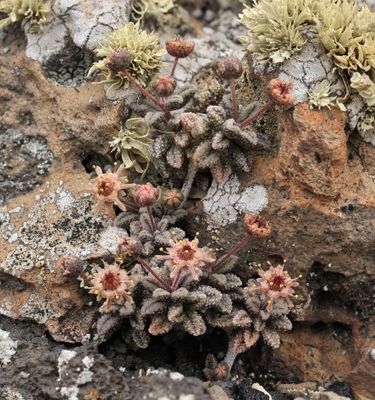 Monanthes subrosulata