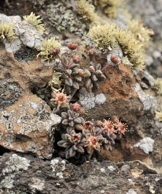 Monanthes subrosulata
