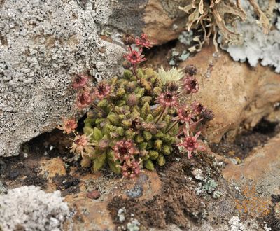 Monanthes subrosulata