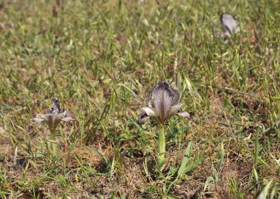 Iris acutiloba.1.jpg