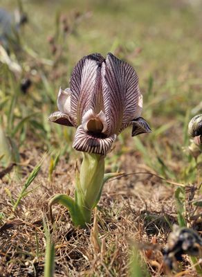 Iris acutiloba.2.jpg