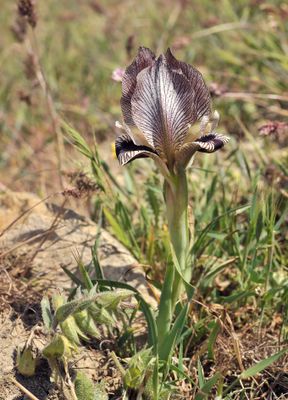 Iris acutiloba.4.jpg