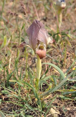 Iris acutiloba.5.jpg