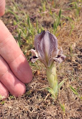 Iris acutiloba.6.jpg