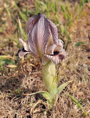  Iris acutiloba