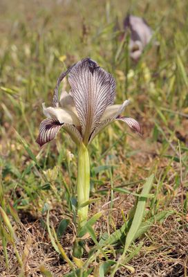 Iris acutiloba.9.jpg