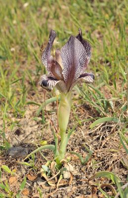 Iris acutiloba.10.jpg