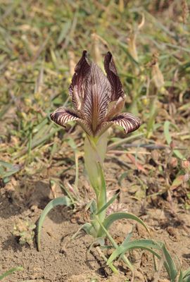 Iris acutiloba.11.jpg