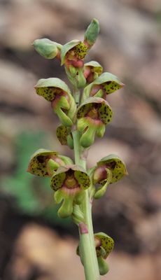 Steveniella satyrioides var. iranica. Closer.2.jpg