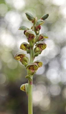 Steveniella satyrioides var. iranica. Closer.jpg