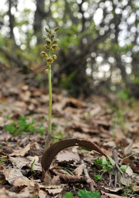 Steveniella satyrioides var. iranica.2.jpg