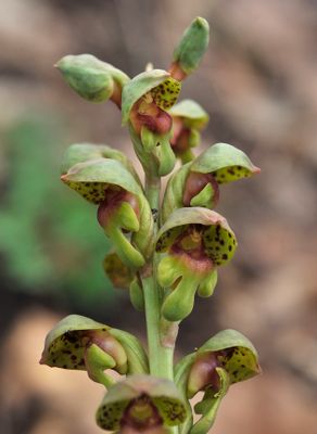 Steveniella satyrioides var. iranica. Close-up.jpg
