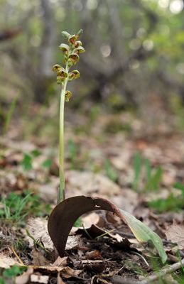 Steveniella satyrioides var. iranica.3.jpg
