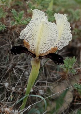 Iris paradoxa f. choschab. Close-up.jpg