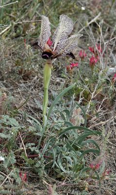 Iris paradoxa f. choschab.2.jpg
