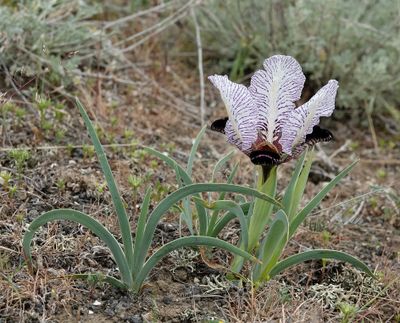 Iris paradoxa f. choschab.4.jpg