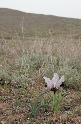 Iris paradoxa f. choschab.5.jpg
