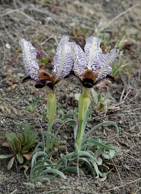 Iris paradoxa f. choschab.jpg