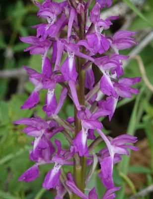Orchis mascula subsp. longicalcarata. Close-up.jpg