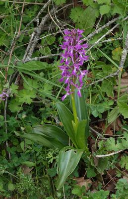 Orchis mascula subsp. longicalcarata.jpg