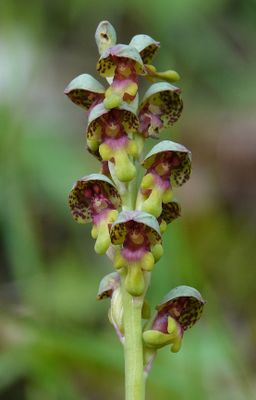 Steveniella satyrioides var. iranica. Closer.2.jpg