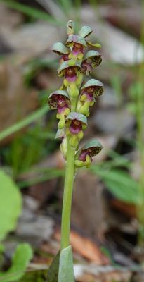 Steveniella satyrioides var. iranica. Closer.jpg