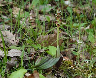 Steveniella satyrioides var. iranica.1.jpg