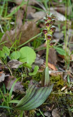 Steveniella satyrioides var. iranica.jpg