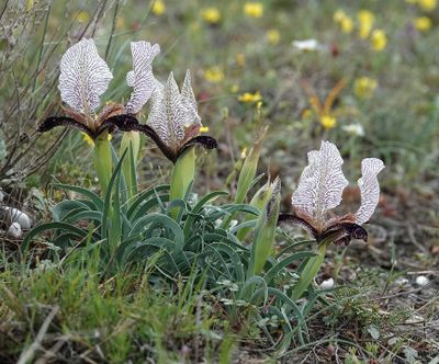Iris paradoxa f. choschab.3.jpg