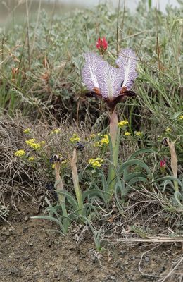 Iris paradoxa f. choschab.jpg