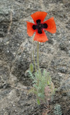 Papaver arenarium.jpg
