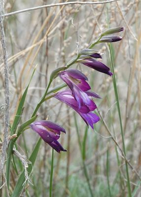 Gladiolus atroviolaceus
