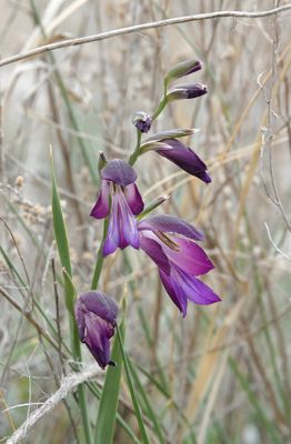 Gladiolus atroviolaceus. Closer.4.jpg