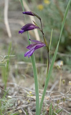 Gladiolus atroviolaceus. Closer.5.jpg