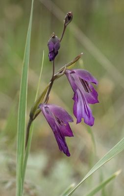 Gladiolus atroviolaceus. Closer.6.jpg
