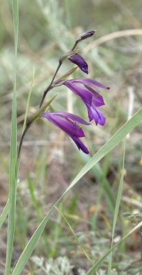Gladiolus atroviolaceus. Closer.7.jpg