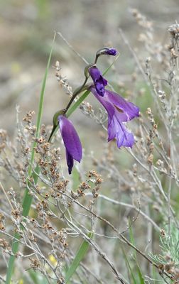 Gladiolus atroviolaceus. Closer.jpg