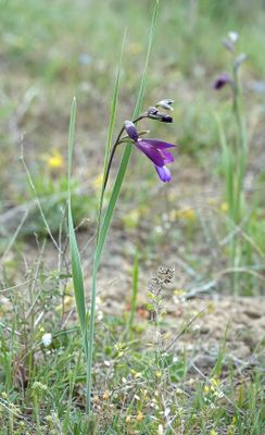 Gladiolus atroviolaceus.1.jpg