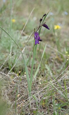 Gladiolus atroviolaceus.2.jpg