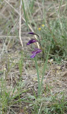 Gladiolus atroviolaceus.3.jpg