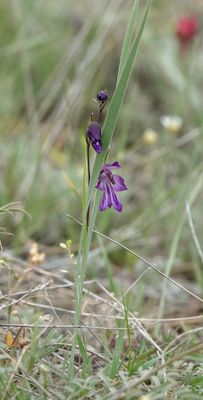 Gladiolus atroviolaceus.4.jpg