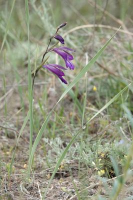 Gladiolus atroviolaceus.5.jpg