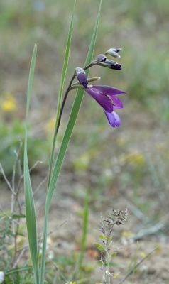 Gladiolus atroviolaceus.jpg