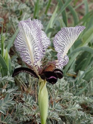 Iris paradoxa f. choschab. Close-up.2.jpg