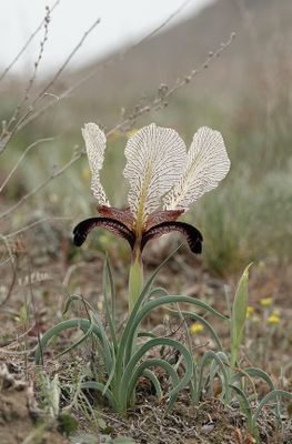 Iris paradoxa f. choschab.7.jpg